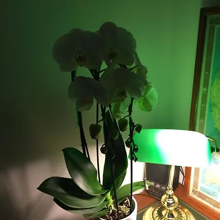 住宿加早餐酒店 科孔旅馆及私人浴室 3*