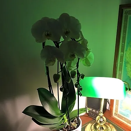 Cocon Cosy Chambre Romantique Labellisee Nice Mer A 5 Minutes A Pied Bed & Breakfast